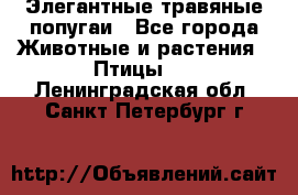 Элегантные травяные попугаи - Все города Животные и растения » Птицы   . Ленинградская обл.,Санкт-Петербург г.